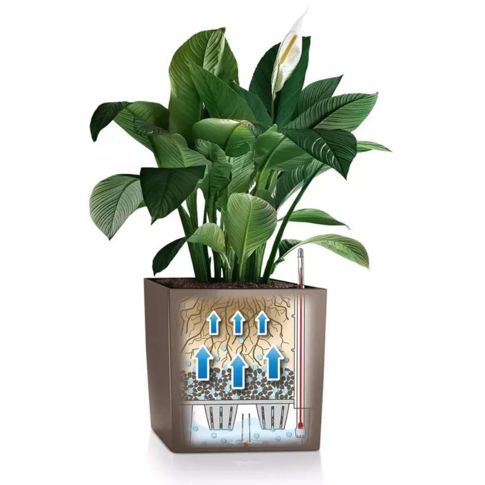 Lechuza Cube Premium 30 önöntöző kaspó – 12 l, fényes bézs, levehető belső betéttel