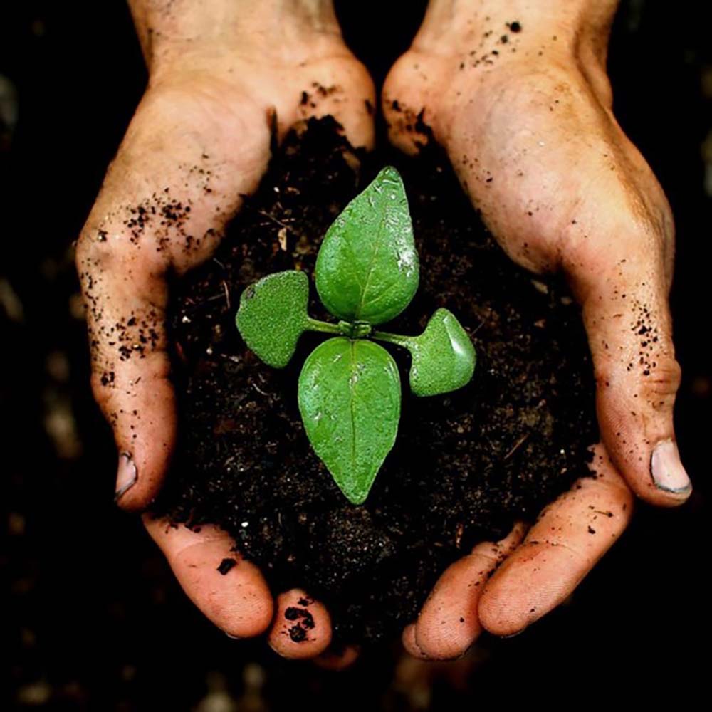Culvita Pamant universal pentru Plante de Verzi Interior si Exterior 40 l, taxa ambalare inclusa