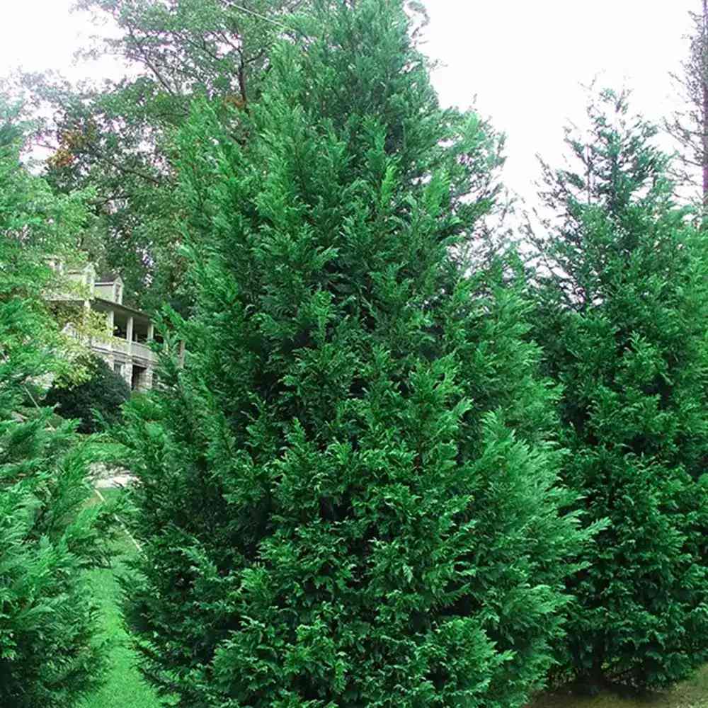 PROMO 4 bucati la 189.9 Lei/bucata, Chiparos Leylandii Stalp de Gheata, gard viu vesnic verde