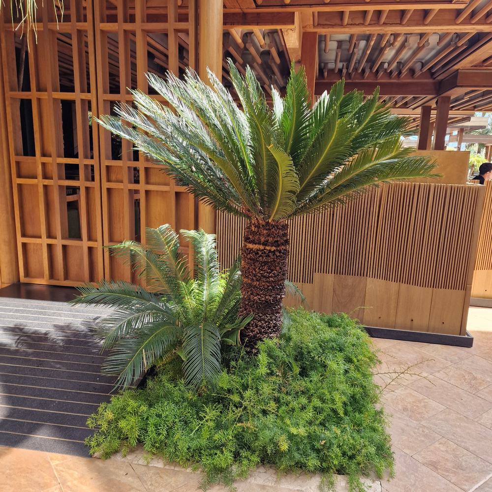 Japán ságópálma Cycas revoluta – egzotikus szobanövény merev zöld levelekkel – 160 cm