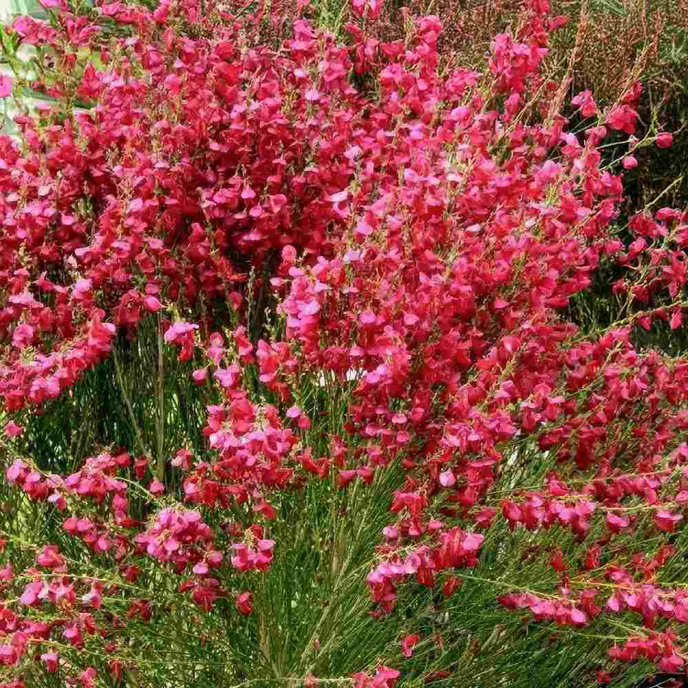 Rekettye (Cytisus) 'Boskoop Ruby' – rubinvörös virágözönnel pompázó szárazságtűrő díszcserje