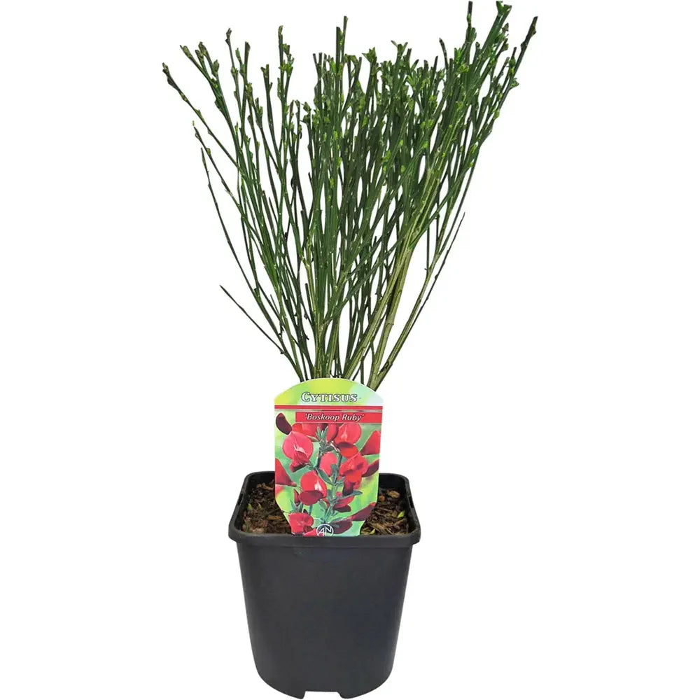 Rekettye (Cytisus) 'Boskoop Ruby' – rubinvörös virágözönnel pompázó szárazságtűrő díszcserje