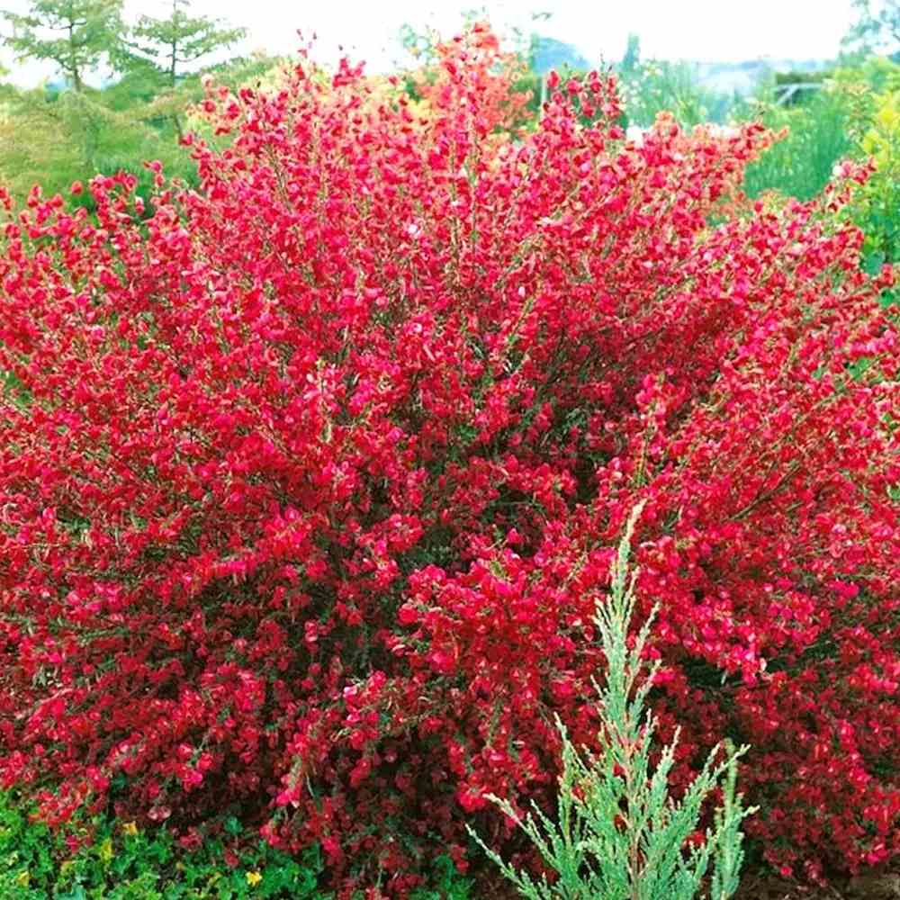 Rekettye (Cytisus) 'Boskoop Ruby' – rubinvörös virágözönnel pompázó szárazságtűrő díszcserje