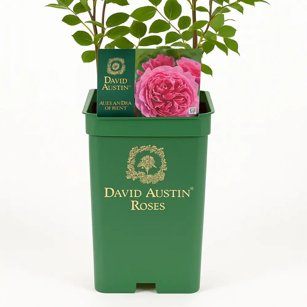 Trandafir englezesc David Austin Princess Alexandra of Kent, flori roz intens, parfum puternic, inflorire continua, tufis compact pentru gradina si ghiveci