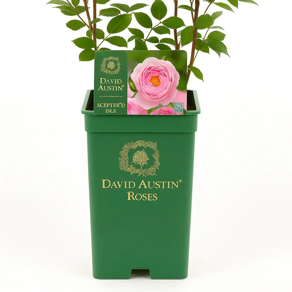 Trandafir englezesc David Austin Scepterd Isle, flori roz pal, inflorire continua, parfum puternic