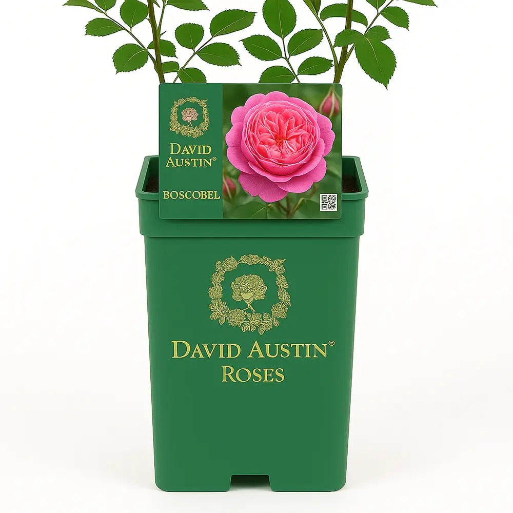 David Austin rózsa 'Boscobel' – romantikus, lazacrózsaszín, illatos angol rózsa
