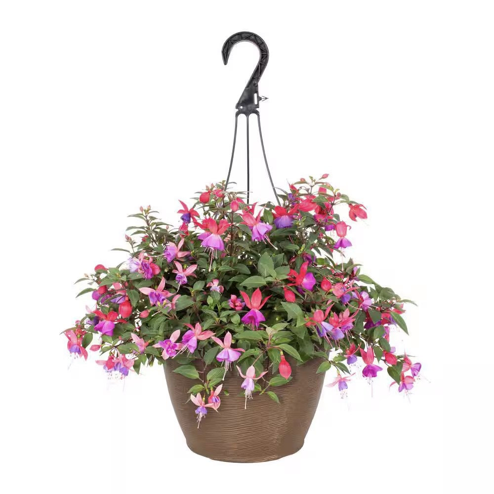 Fuchsia Dollar Princess, 30 cm, planta decorativa cu flori bicolore roz si violet, inflorire lunga si crestere curgatoare