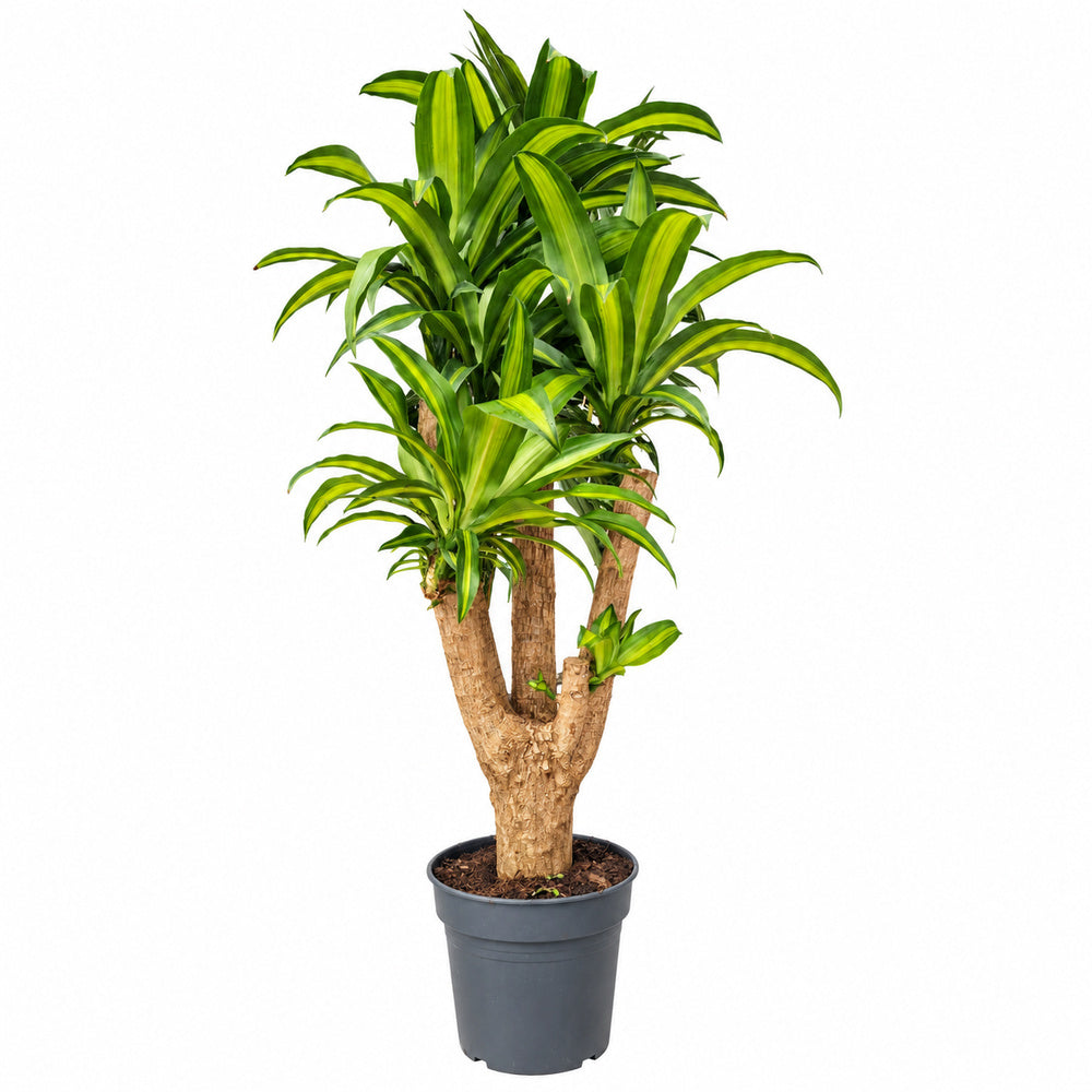 Boldogságfa (Dracaena) 'Massangeana' – 135 cm, többtörzsű trópusi dísznövény