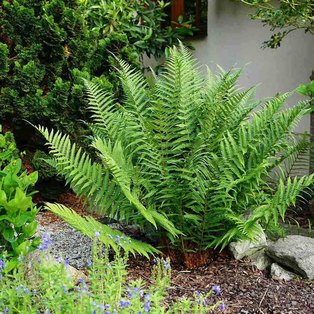 Királypáfrány (Dryopteris filix-mas) The King, nagy levelű, impozáns megjelenésű, árnyékkedvelő évelő növény