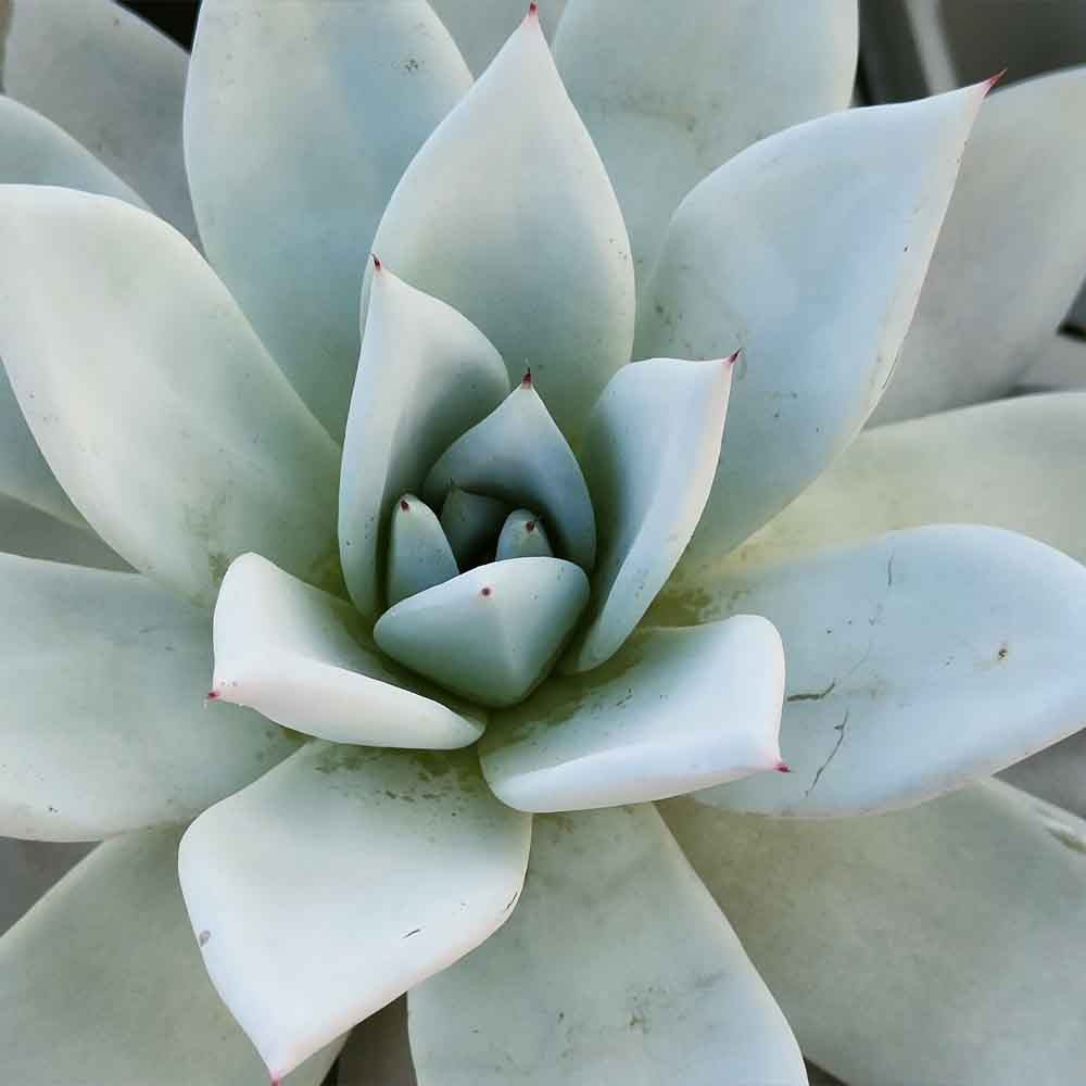 Suculenta (Echeveria) Mexican Giant, 20 cm, suculenta gigantica argintiu perlat, decor interior, usor de ingrijit