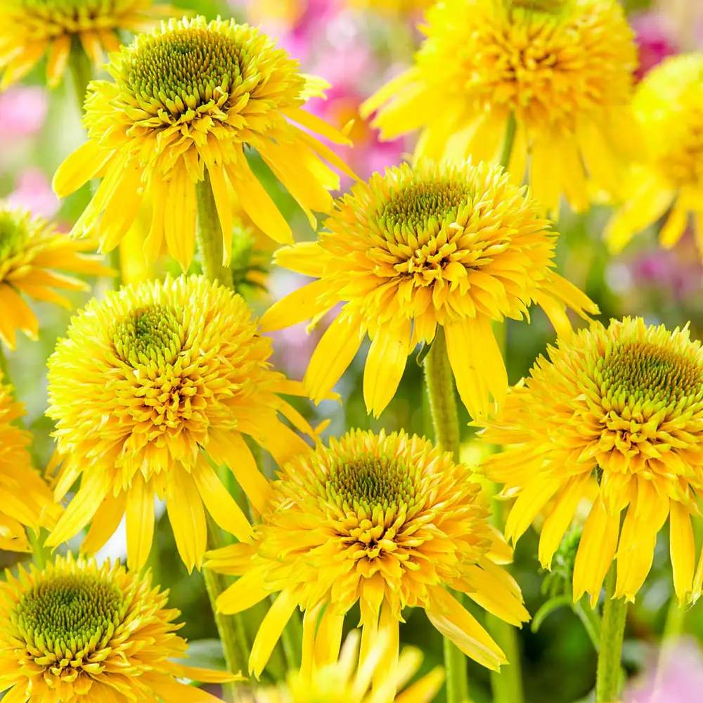 Sárga kasvirág ‘Eccentric Yellow’ (Echinacea purpurea), telt sárga virágokkal, fagytűrő évelő, napos helyre