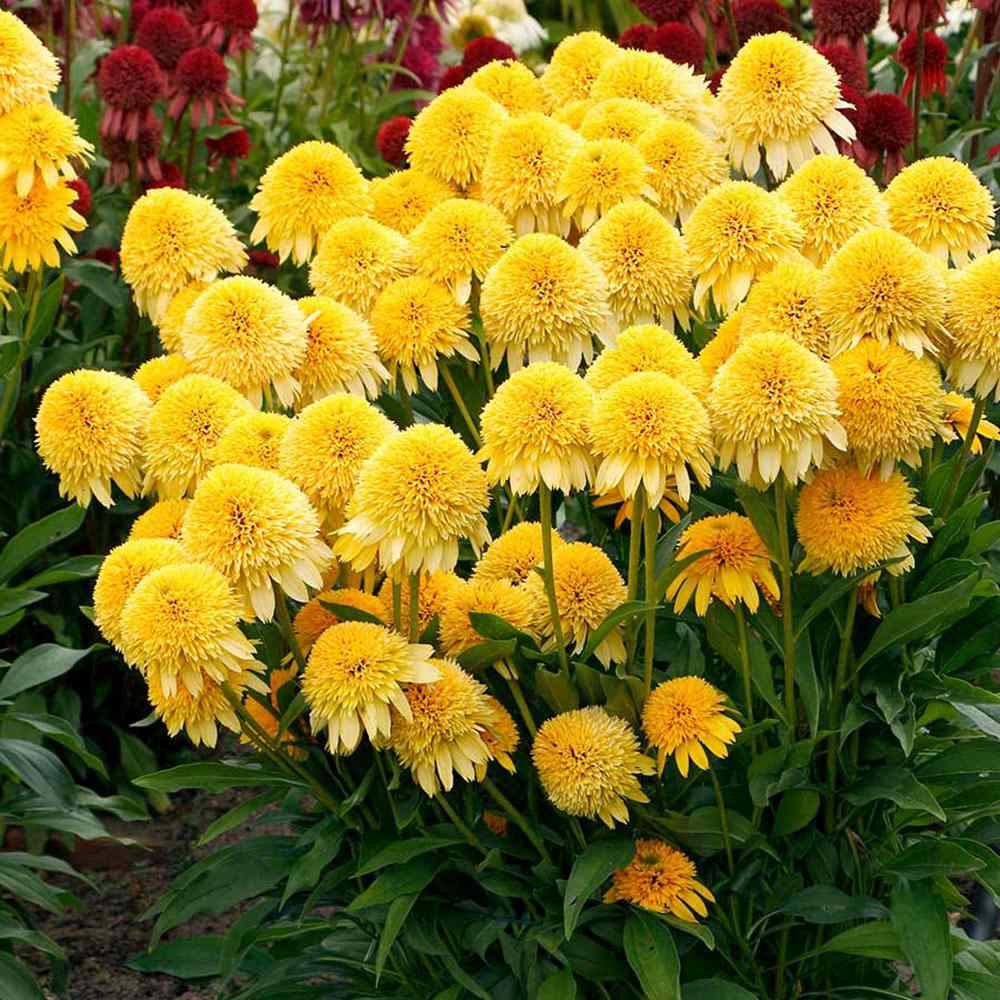 Sárga kasvirág ‘Eccentric Yellow’ (Echinacea purpurea), telt sárga virágokkal, fagytűrő évelő, napos helyre