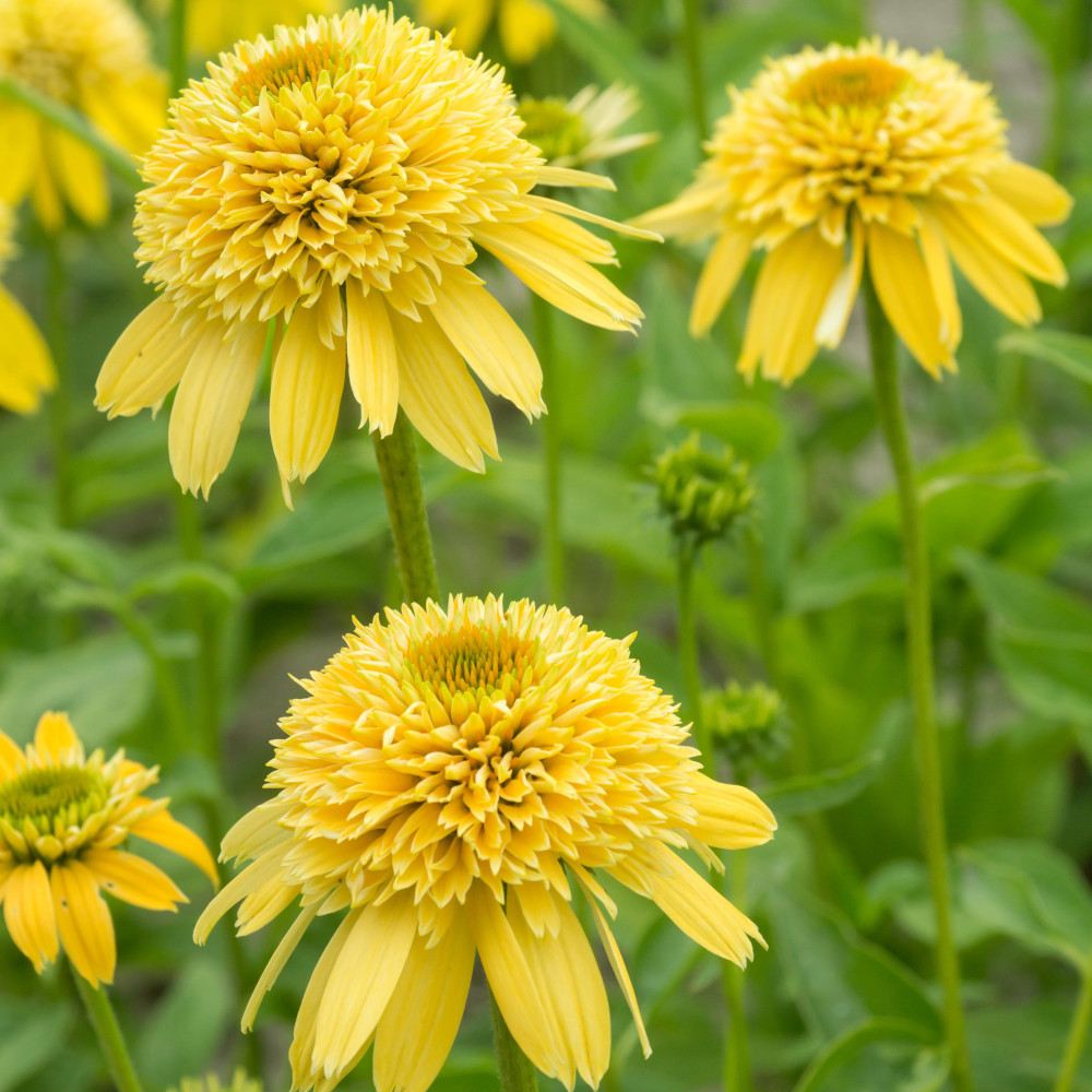Sárga kasvirág ‘Eccentric Yellow’ (Echinacea purpurea), telt sárga virágokkal, fagytűrő évelő, napos helyre