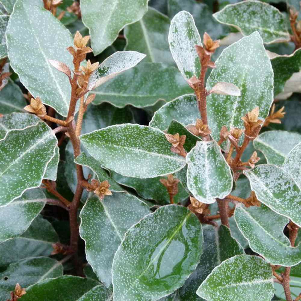 Elaeagnus ebbingei Compacta, arbust vesnic verde decorativ, frunzis verde-argintiu, gard viu rezistent si compact