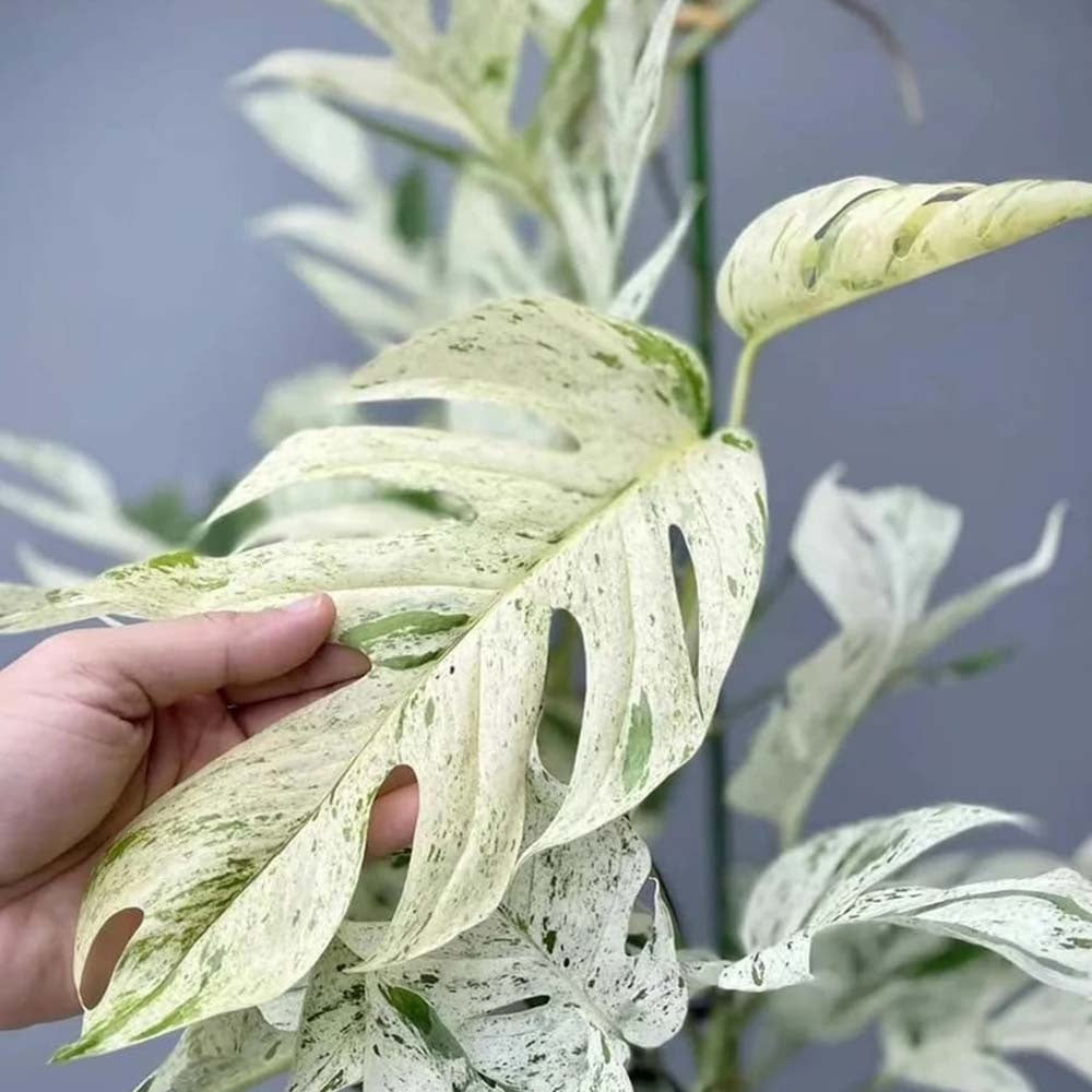 Iedera diavolului Curgatoare (Epipremnum) Marble Variegata - 60 cm