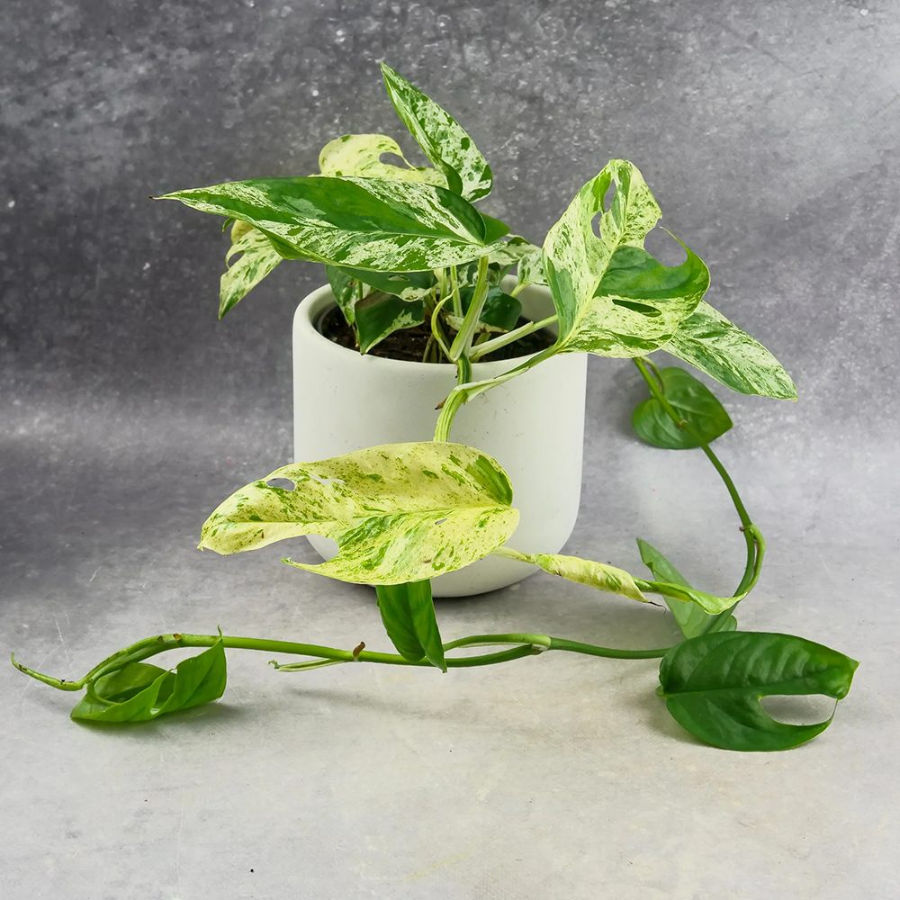 Iedera diavolului Curgatoare (Epipremnum) Marble Variegata - 60 cm