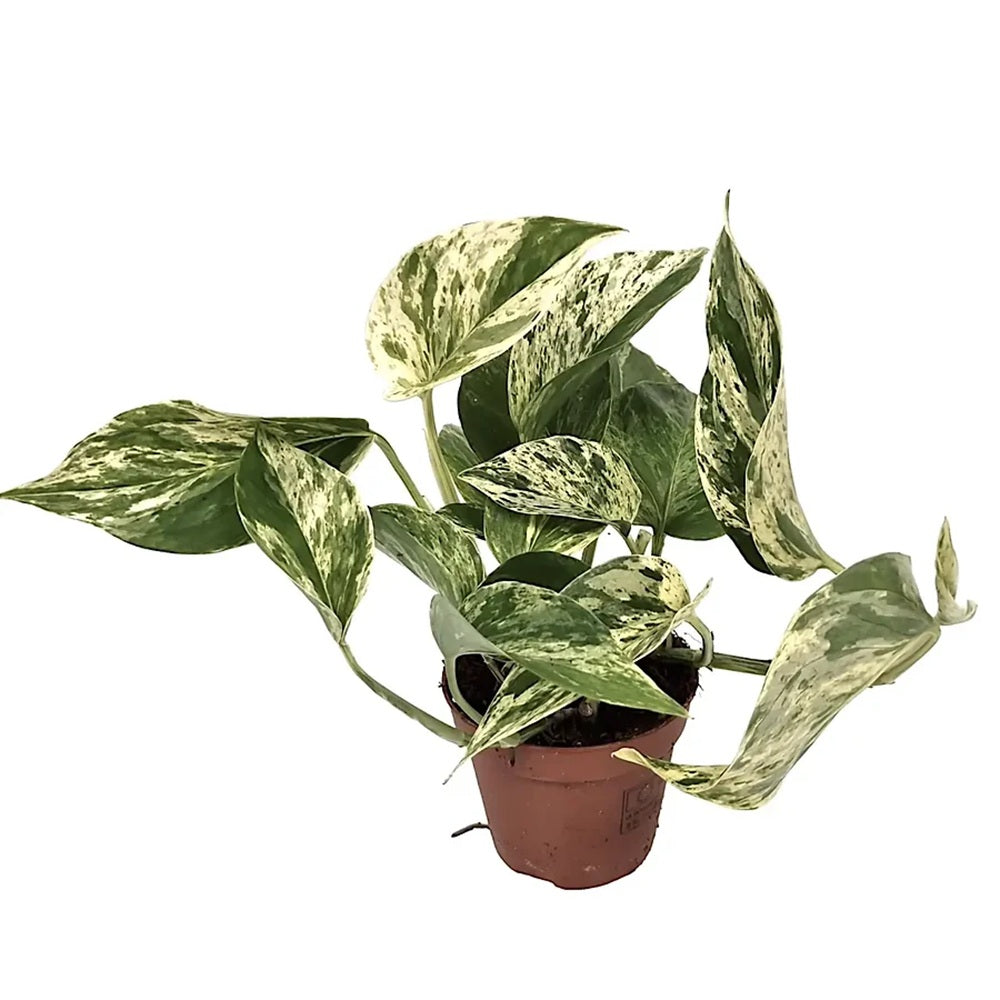 Iedera diavolului Curgatoare (Epipremnum) Marble Variegata - 60 cm