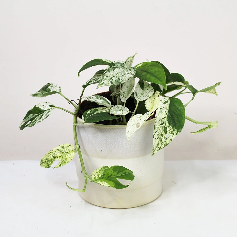 Iedera diavolului Curgatoare (Epipremnum) Marble Variegata - 60 cm