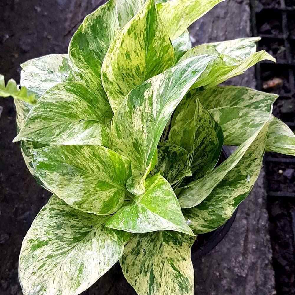 Iedera diavolului Curgatoare (Epipremnum) Marble Variegata - 60 cm