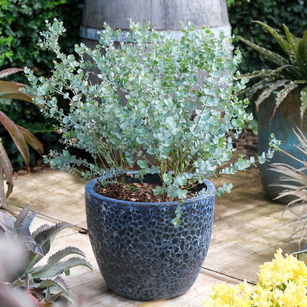 Ezüst eukaliptusz ‘Gunnii’ (Eucalyptus gunnii) – illatos, ezüstös lombú, napfénykedvelő, örökzöld növény