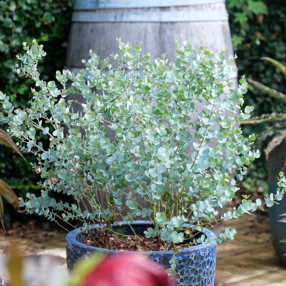 Ezüst eukaliptusz ‘Gunnii’ (Eucalyptus gunnii) – illatos, ezüstös lombú, napfénykedvelő, örökzöld növény