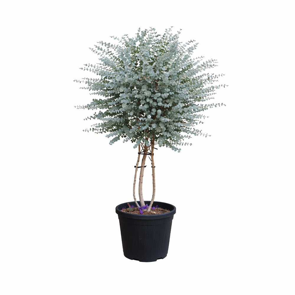 Többszárú eukaliptusz ‘Azura’ (Eucalyptus gunnii), örökzöld, ezüstkék lombbal, friss illattal, fagytűrő, illatos levelű – 140–150 cm