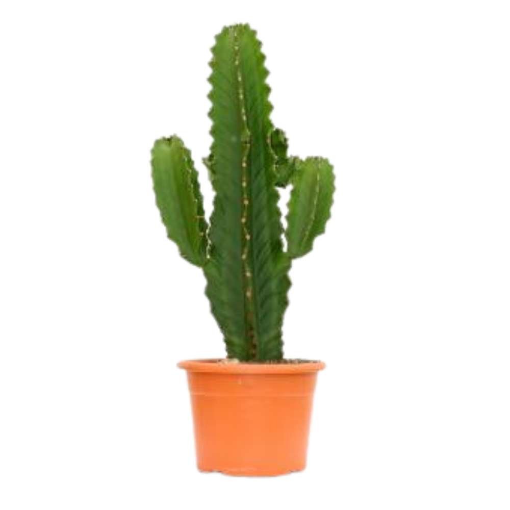 Cactusul Candelabru African Ingens, planta decorativa de interior mare, usor de ingrijit - 60 cm