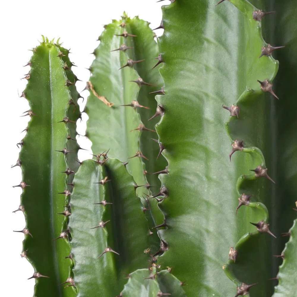 Cactusul Candelabru African Ingens, planta decorativa de interior mare, usor de ingrijit - 60 cm