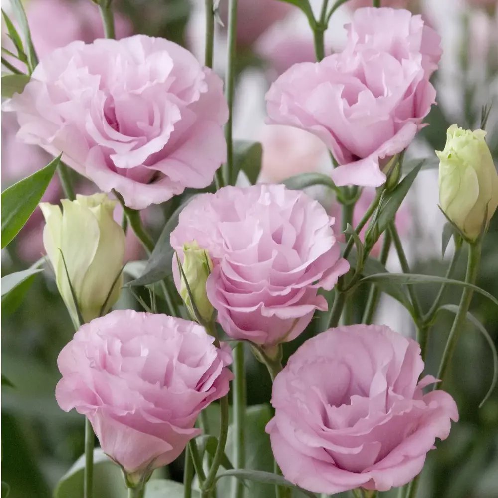 Lisianthus (Eustoma) Julietta Pink, flori roz elegante, inflorire vara, planta decorativa de gradina