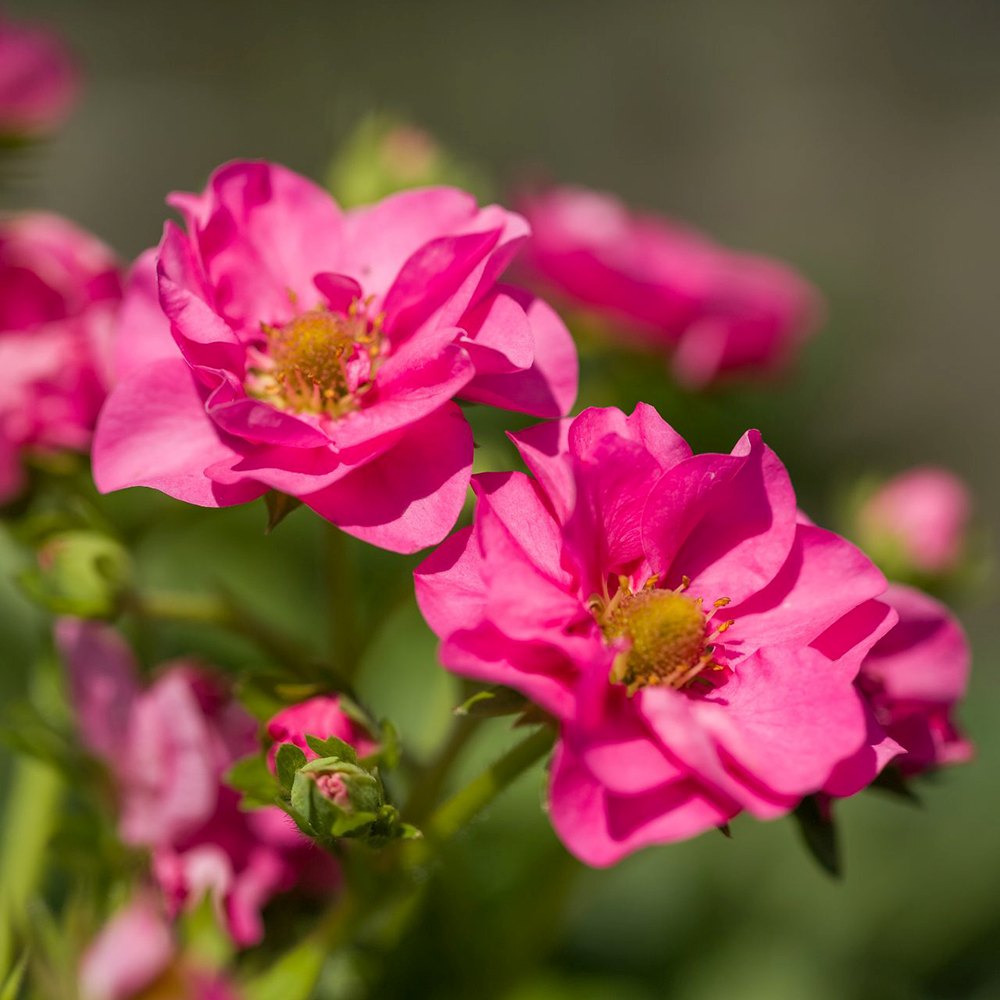 Capsuni curgatori Summer Breeze Cherry Blossom (Fragaria Ananassa), cu flori roz si fructe dulci pentru balcon, an 1 pe rod