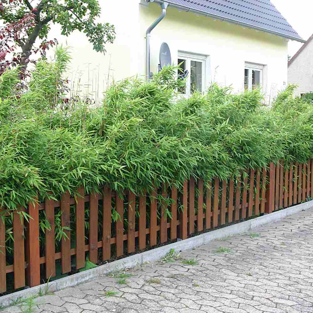 Bambus de gradina Rufa (Fargesia Rufa), neinvaziv, rezistent la frig, gard viu dens, ideal pentru gradini si ghivece