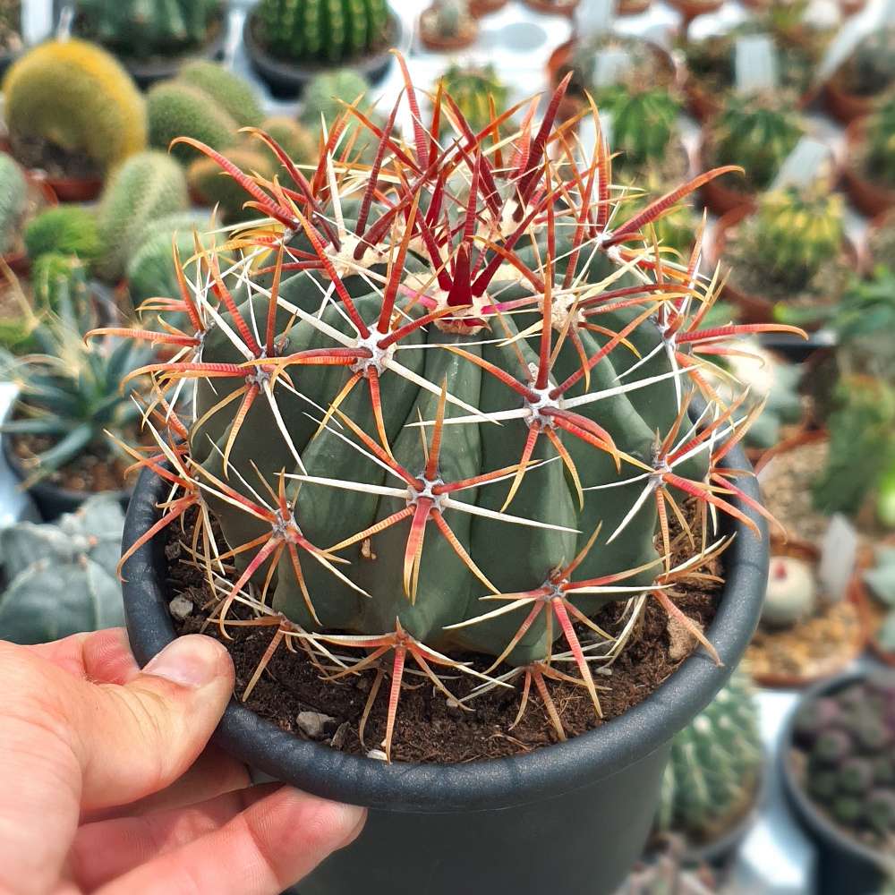 Cactusul Limbii Diabolului (Ferocactus Latispinus), cactus exotic cu spini decorativi, ingrijire usoara