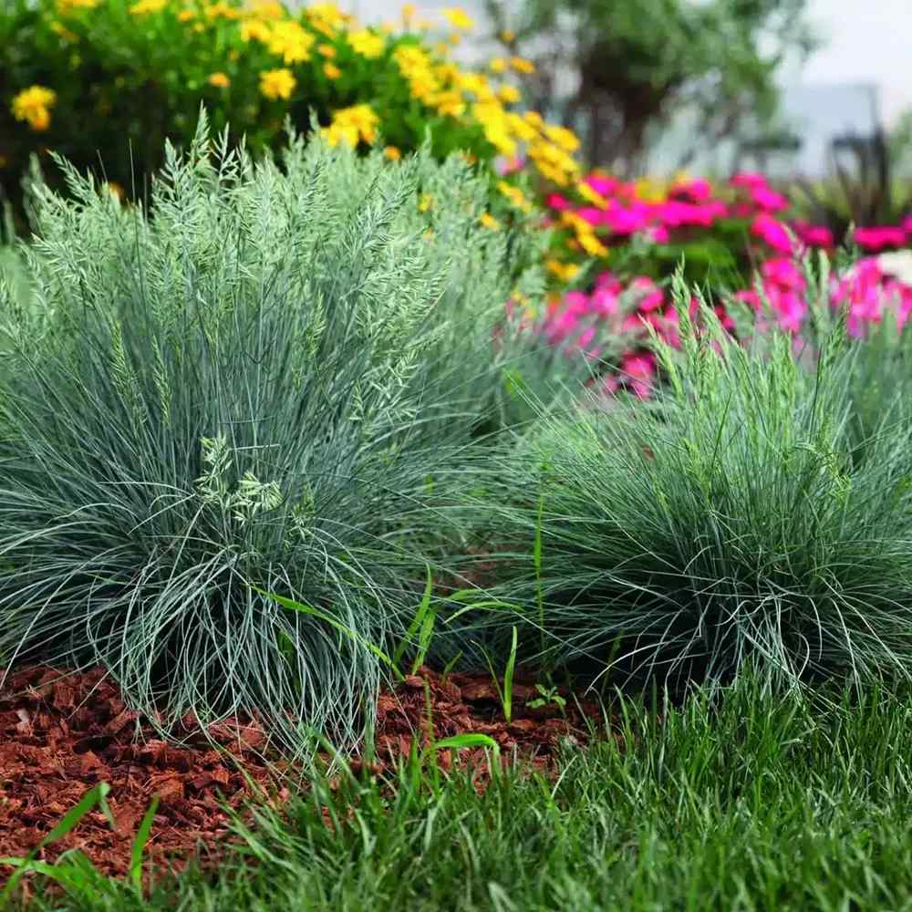 Deres csenkesz Intens Blue (Festuca glauca), intenzív kék díszfű, kompakt növekedés, ideális szegélyekhez és sziklakertbe, szárazságtűrő