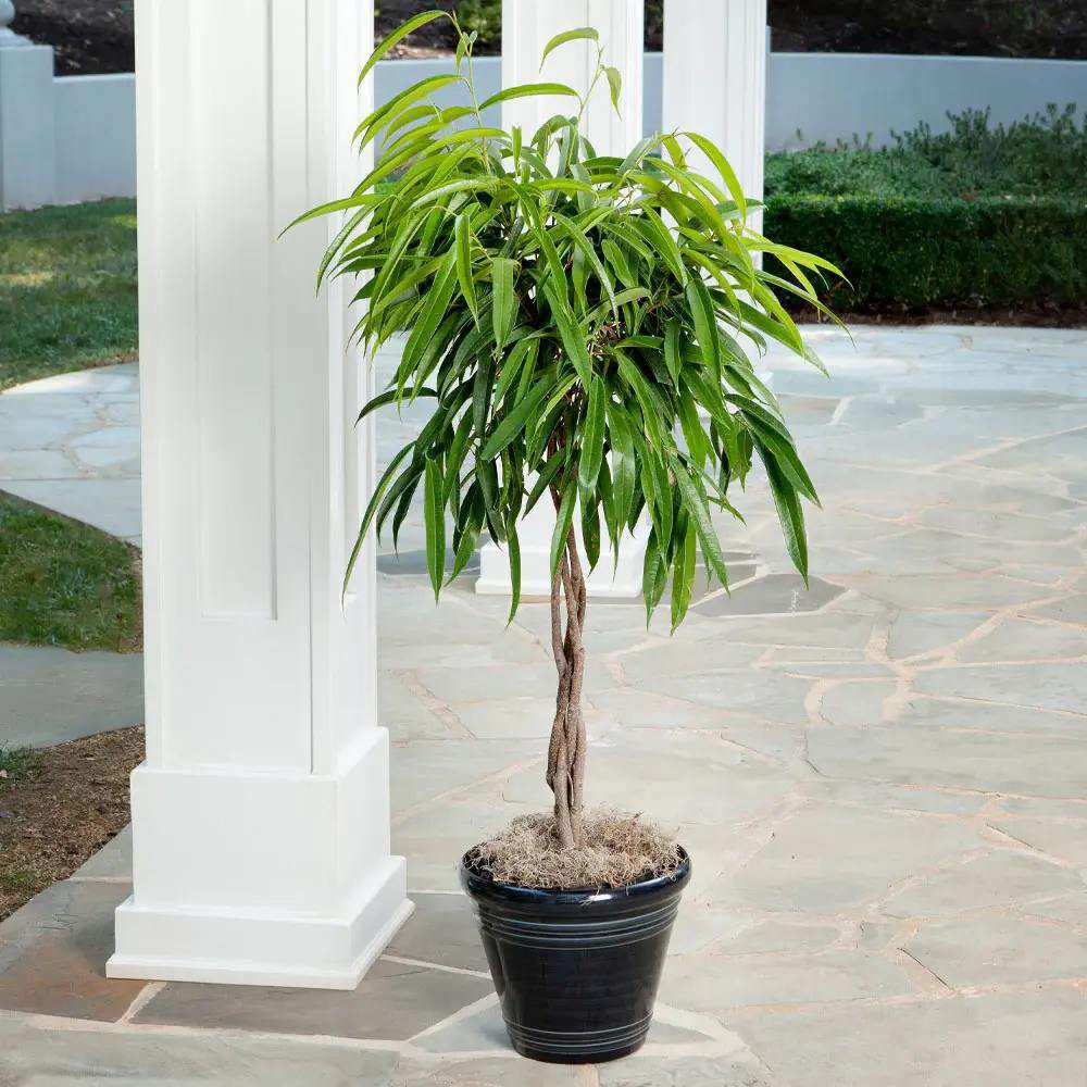 Ficus Amstel King, 140 cm Tip Copac cu Tulpina Dubla Impletita