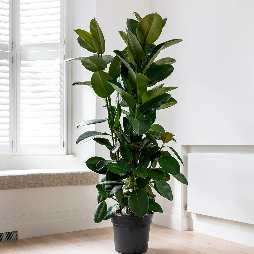 Arbore de Cauciuc (Ficus Robusta), 130-135 cm