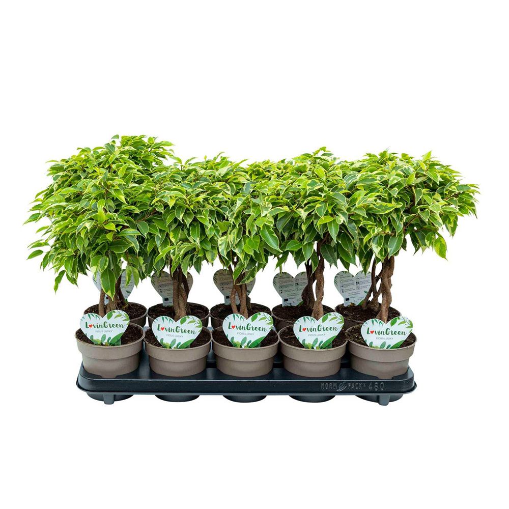 Ficus Bonsai 'Bushy King' fonott törzzsel – elegáns szobanövény, 35 cm