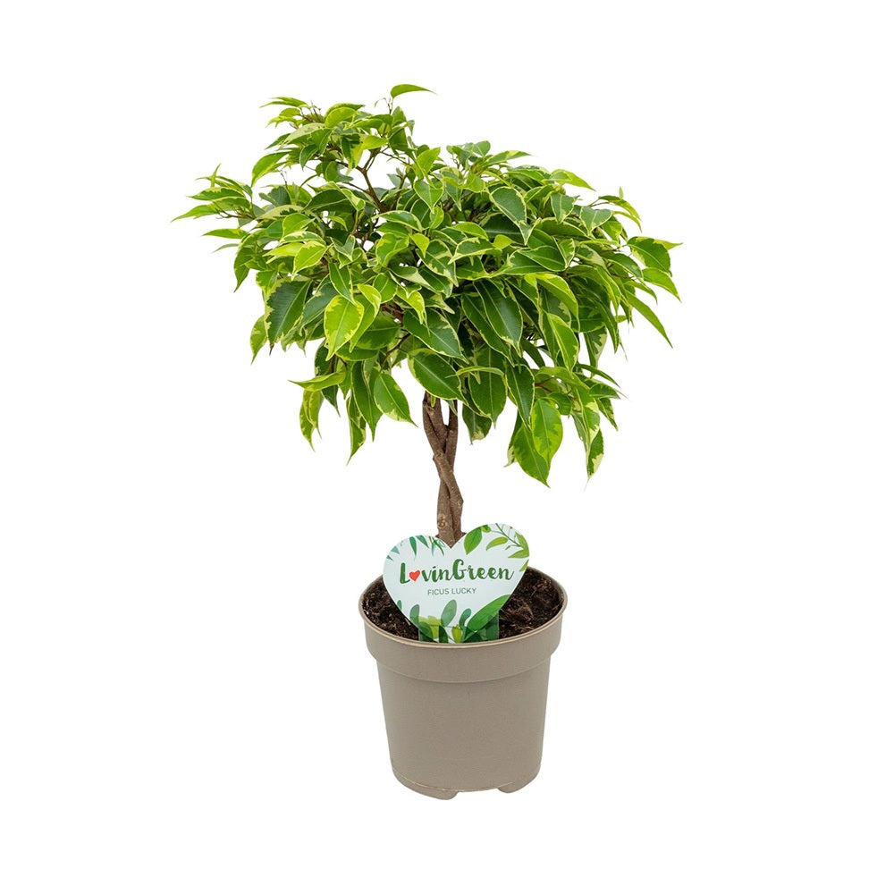 Ficus Bonsai 'Bushy King' fonott törzzsel – elegáns szobanövény, 35 cm