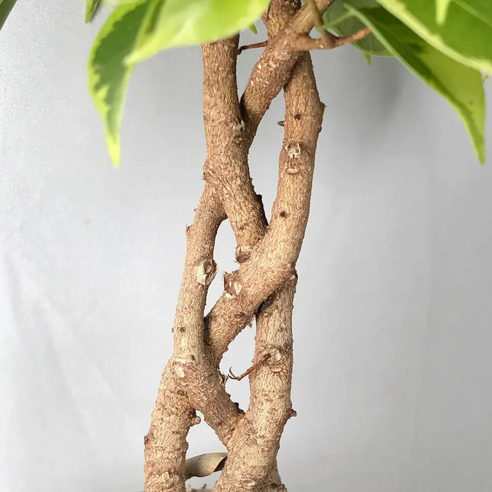 Ficus Bonsai 'Bushy King' fonott törzzsel – elegáns szobanövény, 35 cm