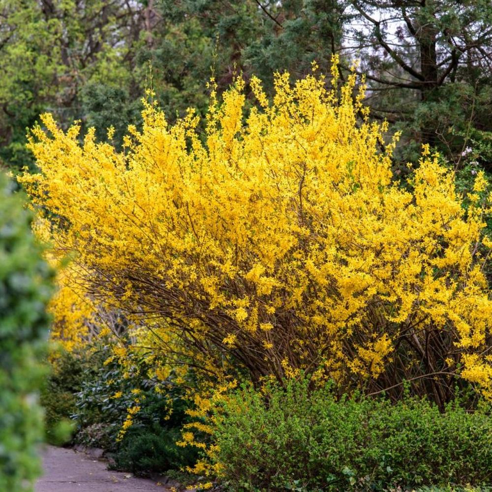 Aranyvessző (Forsythia Spectabilis), díszcserje élénk sárga virágokkal tavasszal, gyors növekedés