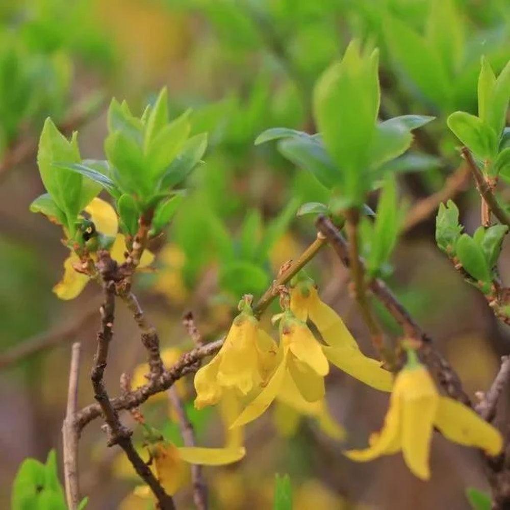 Aranyvessző (Forsythia Spectabilis), díszcserje élénk sárga virágokkal tavasszal, gyors növekedés