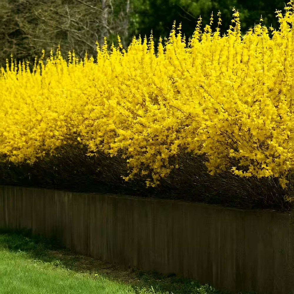 Aranyvessző (Forsythia Spectabilis), díszcserje élénk sárga virágokkal tavasszal, gyors növekedés