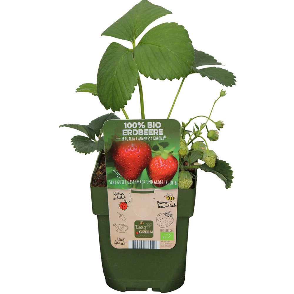 Capsuni Productivi Corona (Fragaria Ananassa), cu fructe foarte mari si aroma echilibrata, perfecti pentru gradina, an 1 pe rod