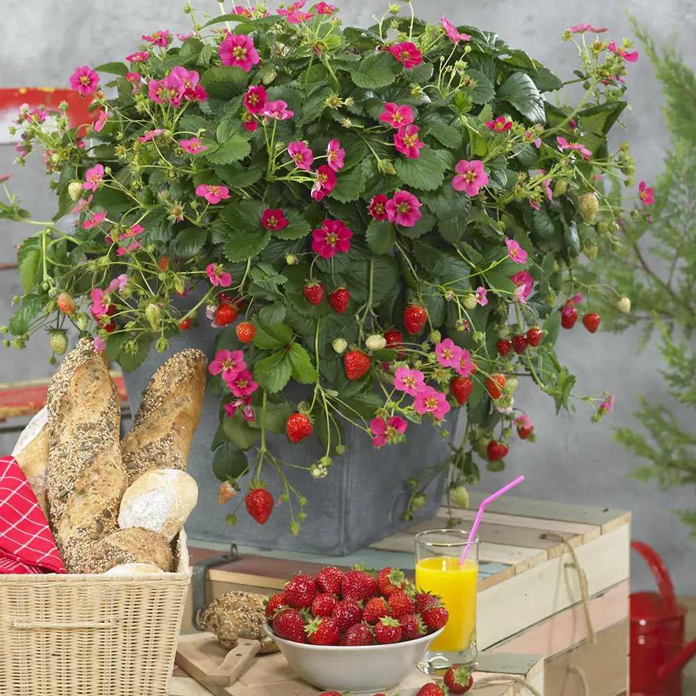 Capsuni Rosana (Fragaria Ananassa), semitimpurii cu productie ridicata si gust clasic, ideali pentru gradini