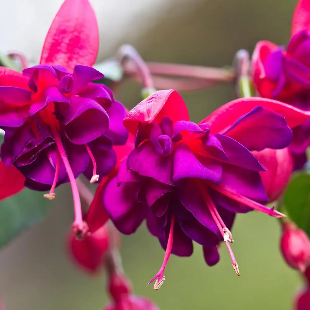 Fuchsia Dollar Princess, 30 cm, planta decorativa cu flori bicolore roz si violet, inflorire lunga si crestere curgatoare
