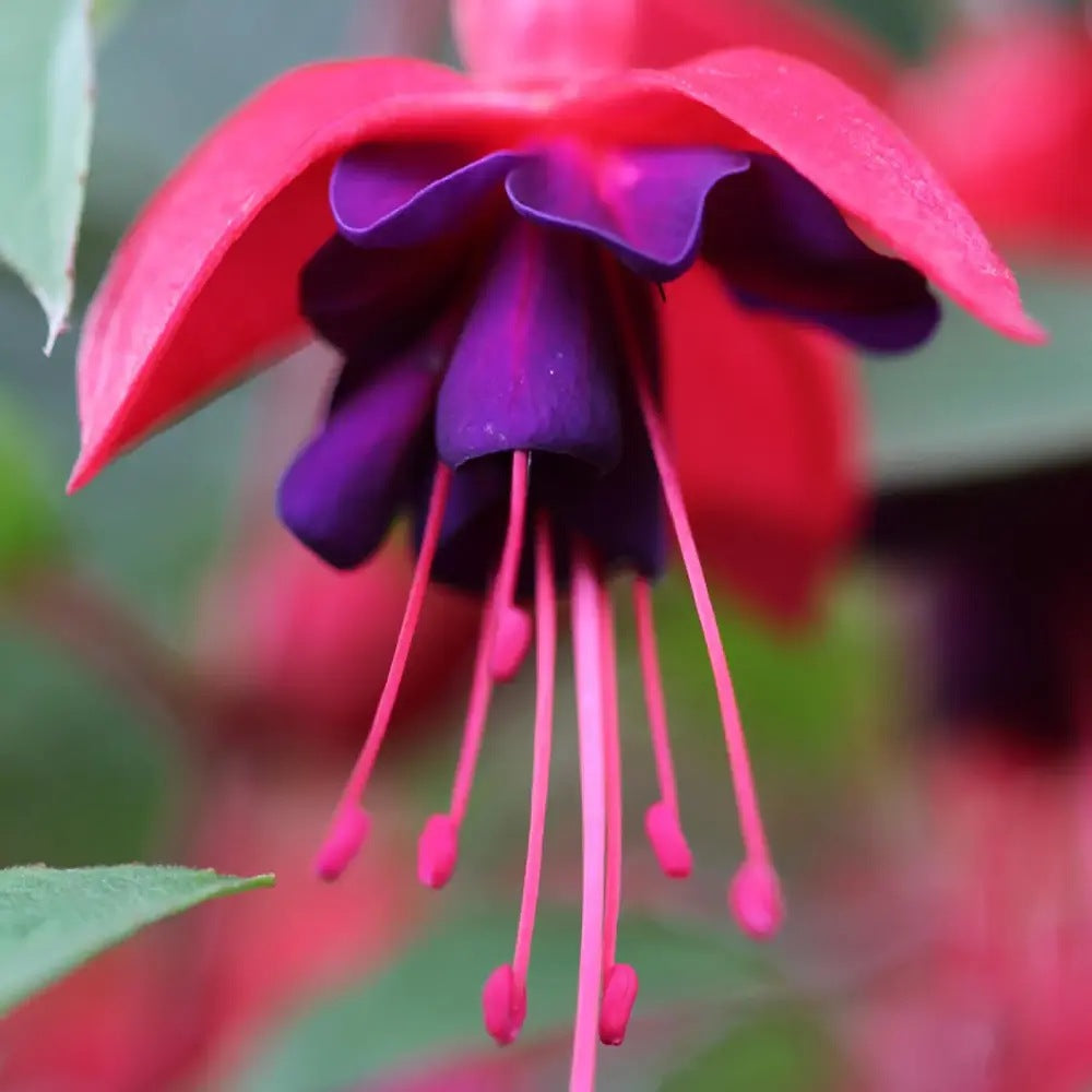 Fuchsia Dollar Princess, 30 cm, planta decorativa cu flori bicolore roz si violet, inflorire lunga si crestere curgatoare