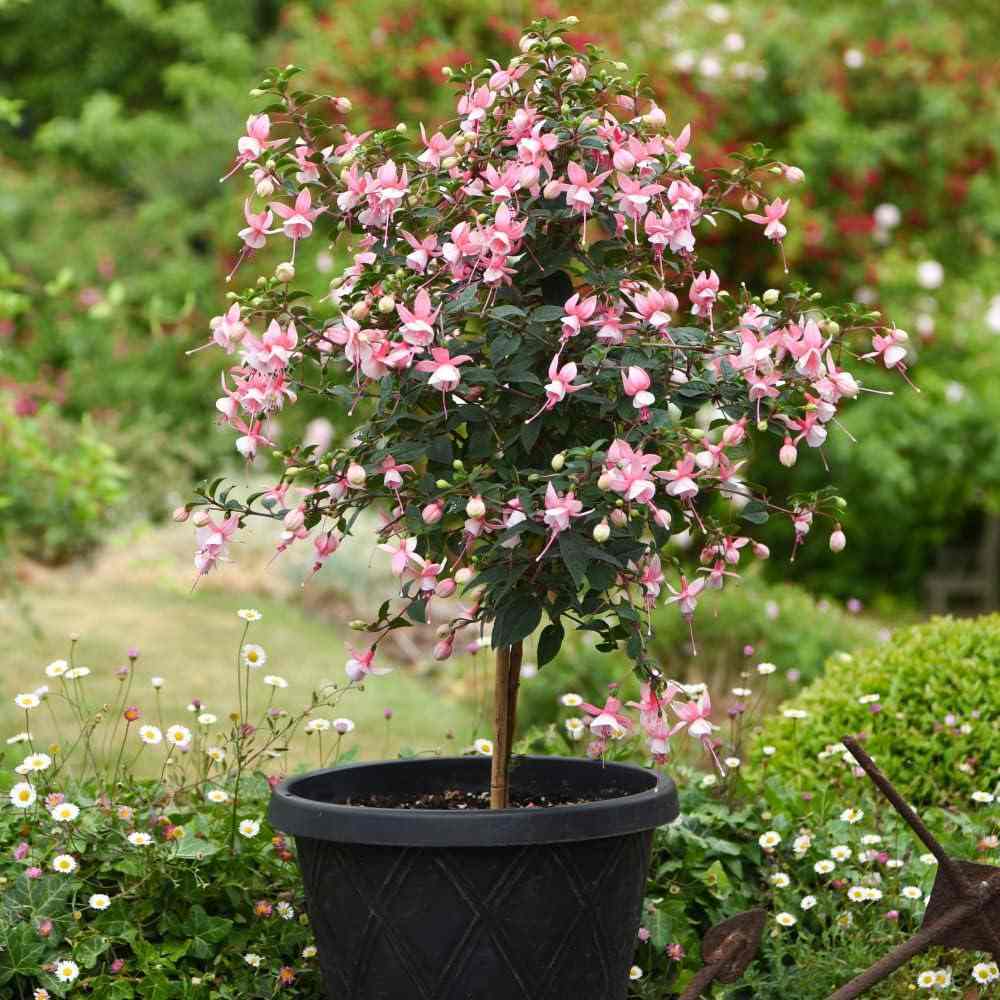 Copacel Cercelus (Fuchsia) Elma, 75 cm, cu flori roz-violet duble pentru terasa si gradina, prefera semiumbra