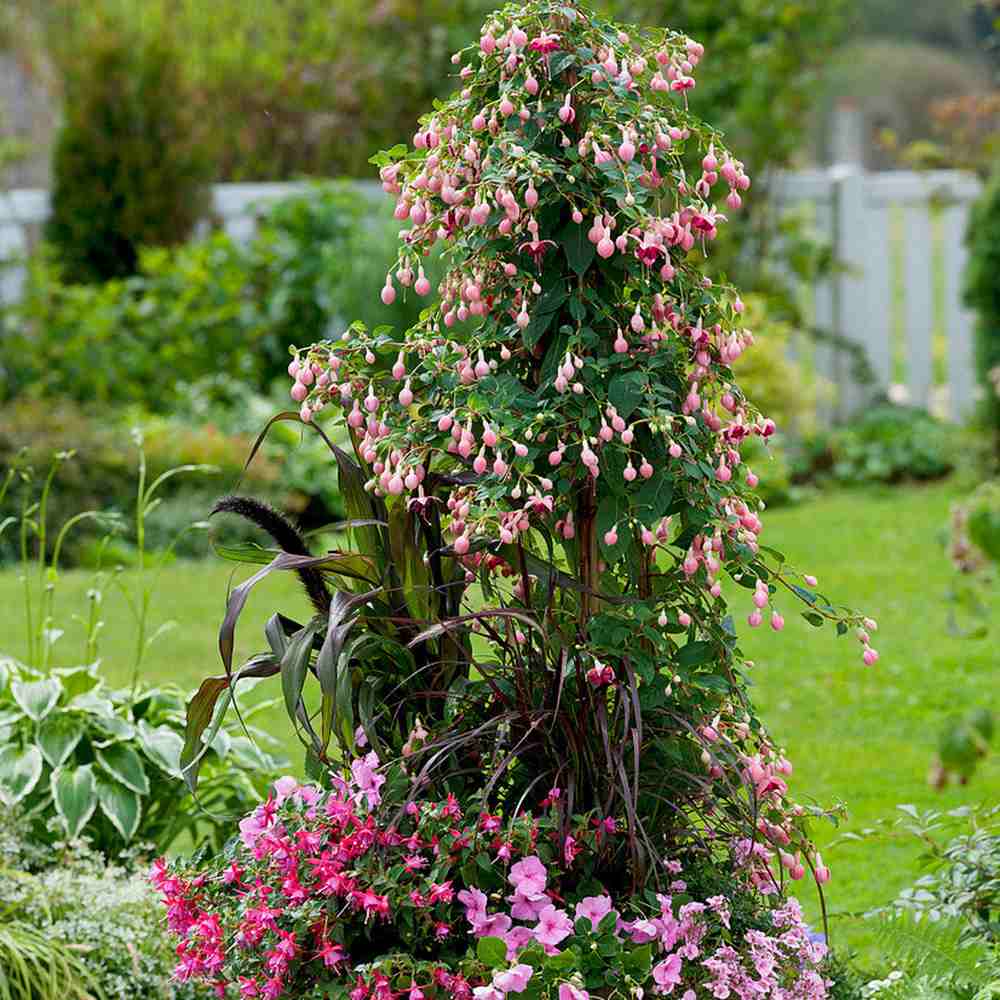 Copacel Cercelus (Fuchsia) Paula Jane, 75 cm, cu flori duble bicolore pentru terasa si balcon, prefera semiumbra