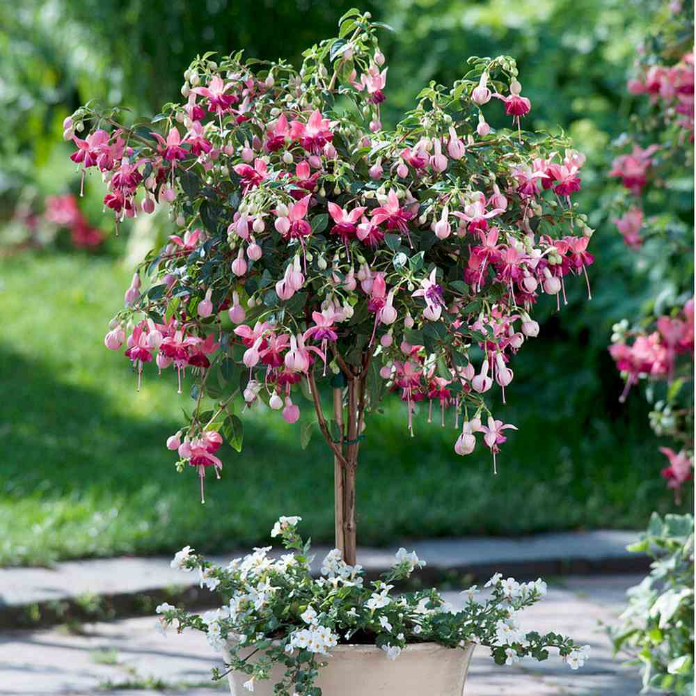 Copacel Cercelus (Fuchsia) Paula Jane, 75 cm, cu flori duble bicolore pentru terasa si balcon, prefera semiumbra