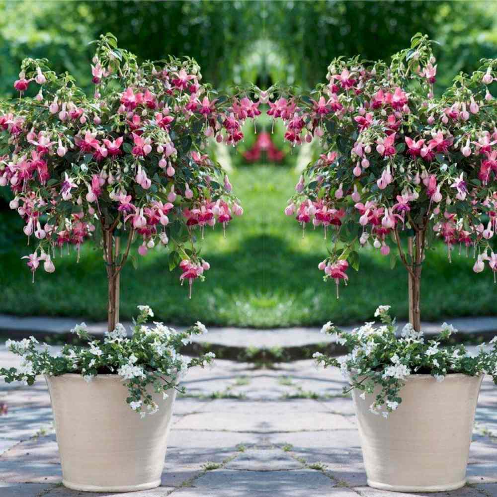 Copacel Cercelus (Fuchsia) Paula Jane, 75 cm, cu flori duble bicolore pentru terasa si balcon, prefera semiumbra