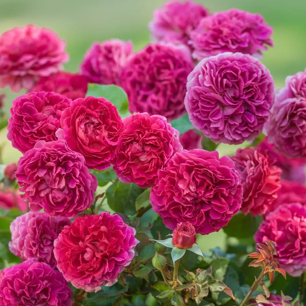 Trandafir englezesc David Austin Rosa Gabriel Oak, flori roz magenta intens intens, parfumate, rezistent la frig, inflorire continua